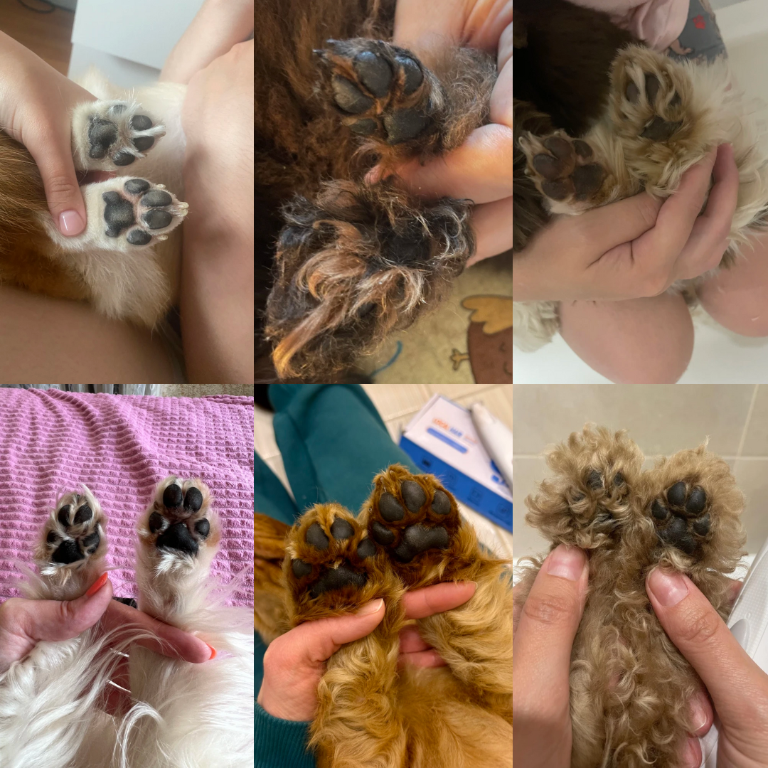 Paw Trimmer with built-in light